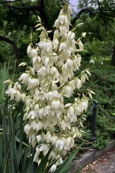 Adam's Thread & Needle Yucca - 1 Gallon Pot 7 Adam's Thread & Needle Yucca - 1 Gallon Pot -Chaste Tree World yucca filamentosa adams needle 1