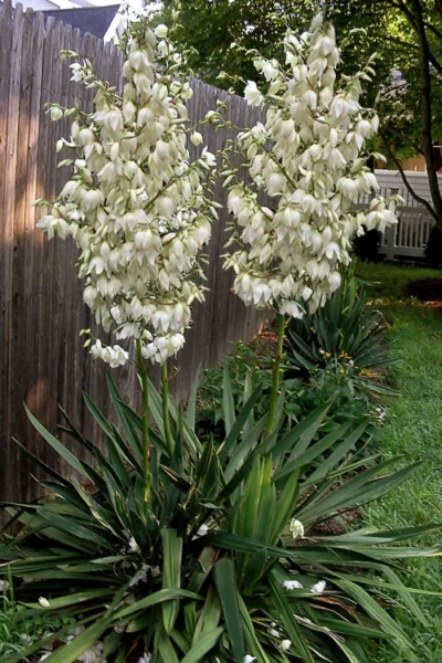 Adam's Thread & Needle Yucca - 1 Gallon Pot