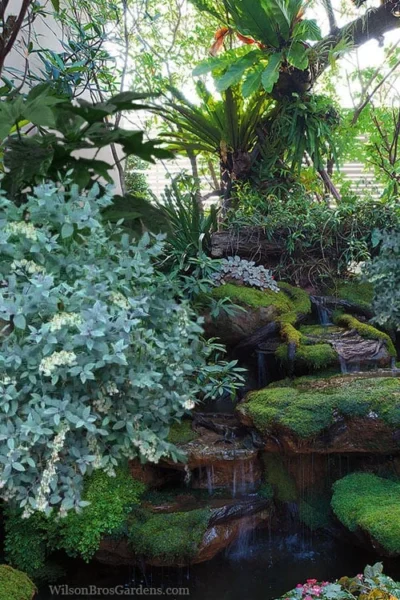 Woodlanders Blue Dusty Zenobia (Honeycup) - 1 Gallon Pot -Chaste Tree World zenobia woodlanders blue 25