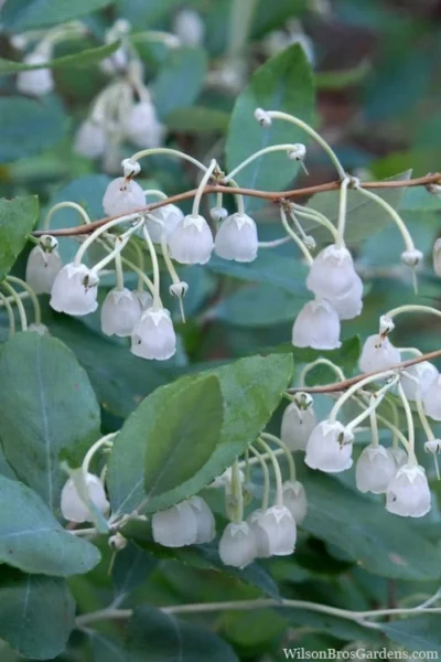 Woodlanders Blue Dusty Zenobia (Honeycup) - 1 Gallon Pot